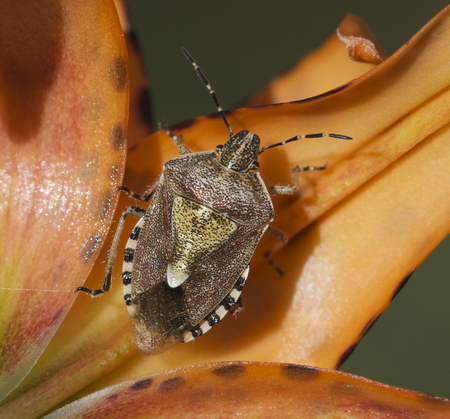 American Stink Bug on leaf of orange flowering plant