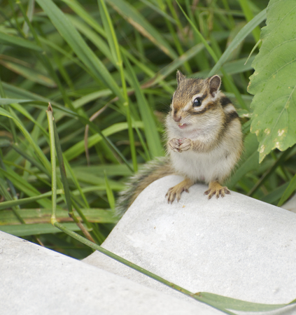 Corrugated Asbestos Roof panels with Siberian Chipmunkの写真素材