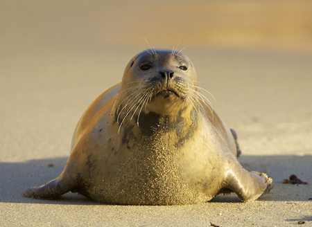 Endangered Harbor Seal on beach in morning light in La Jolla Californiaの写真素材
