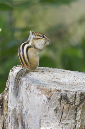 Siberian Chipmunk on log with green plants in backgroundの写真素材