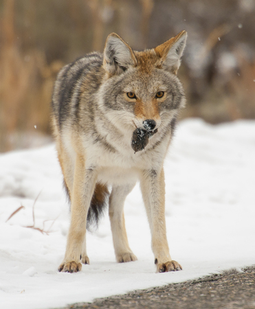 Coyote with lunch of mouse or vole in snow at Yellowstoneの写真素材