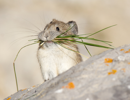 American Pika on gray rocksの写真素材