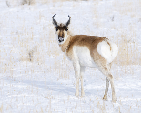 Male Pronghorn with snow background on winter dayの写真素材