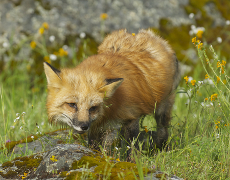 Red Fox in green grass with flowersの写真素材