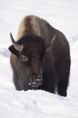 American Bison in deep snow at Yellowstone National Parkの写真素材
