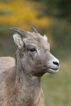 Female Big Horn Sheep portrait with colorful background and green grassの写真素材