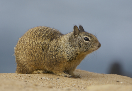 California Ground Squirrel in sandの写真素材
