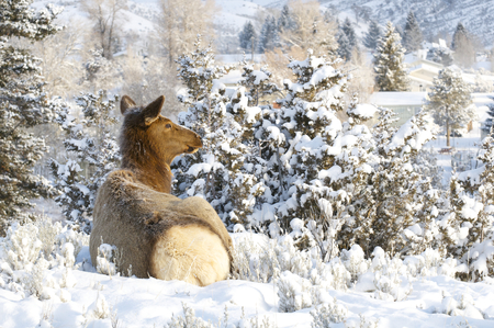 Elk on snow covered hillの写真素材