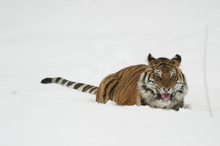 Amur Tiger on white snow during cold winterの写真素材