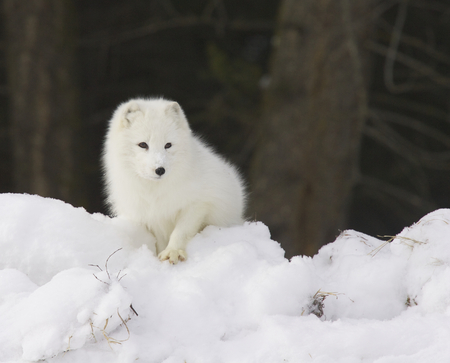 Arctic Fox in deep white snow viewed from the frontの写真素材