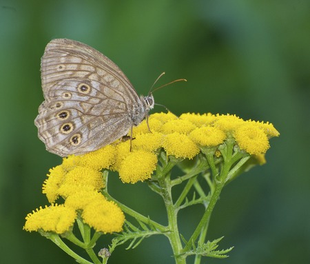 Brown butterfly on yellow flowers with green plant backgroundの写真素材