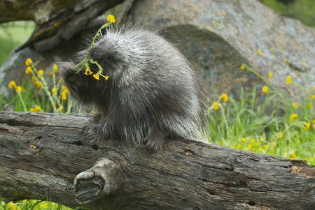 Porcupine eating on log with background of tall grass and yellow flowersの写真素材