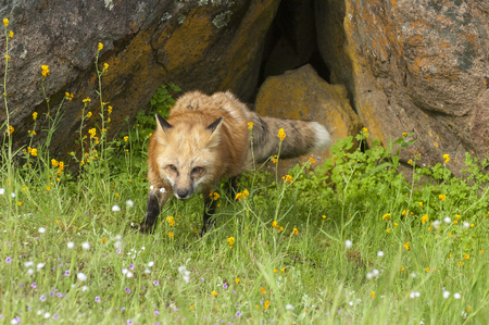 Red fox hunting in green grass and  yellow flowers with rock denの写真素材