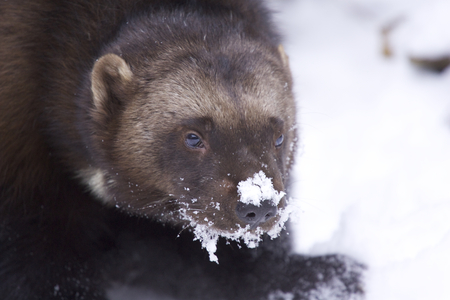 Angry Wolverine in deep snow on winter dayの写真素材