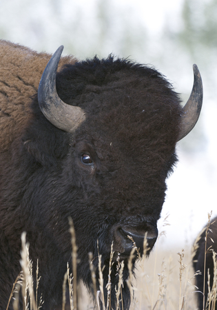 American Bison portrait with grass and snow backgroundの写真素材