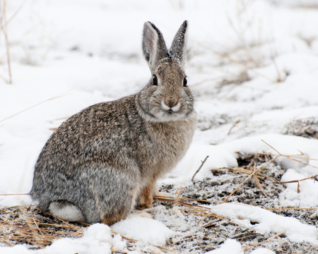 Mountain Cottontail in snow at Yellowstone National Parkの写真素材