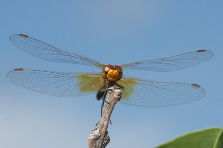 Damselfly or Dragonfly on stem of plant with blue sky backgroundの写真素材