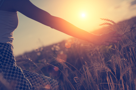 Blurred hand touching wheat spikes with her hand at sunset (intentional sun glare and lens flares, lens focus on spikes, girl in blur)の写真素材