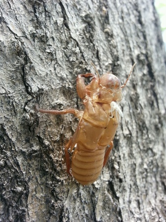 Molting insectsの素材