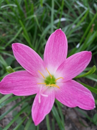 Pink Flowers In Thailandの素材
