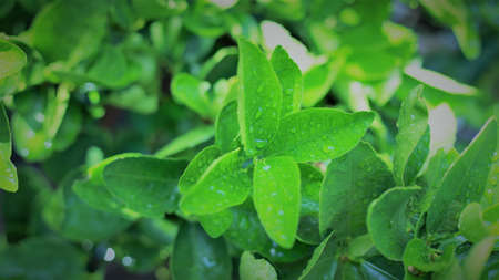 Water droplets on the leaves after the rain are a beautiful view.の写真素材