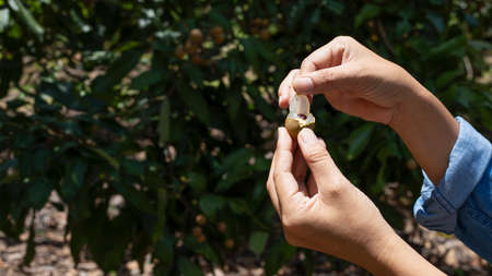 woman holding fresh longan in farm,Longan open and peeled longan fruits.の写真素材