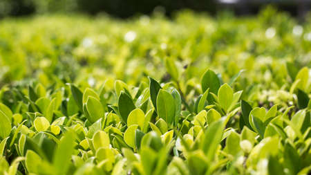 Green leaves in the summer garden used as a background.