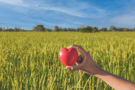 Woman hand holding red heart in rice field with blue sky background.の写真素材