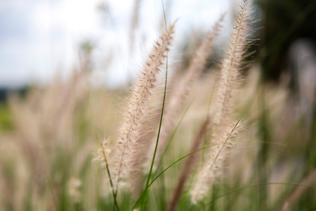 Close up of grass flower in the field, soft focus background.の写真素材