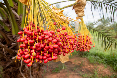 A date palm tree with hanging clusters of fruitの写真素材