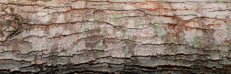 Bark of a tree as a background. Texture of bark.