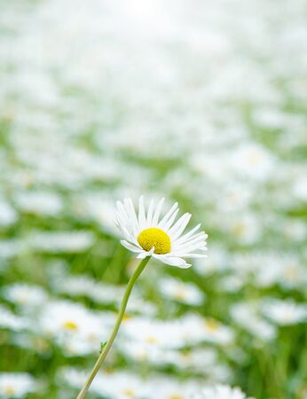 daisy, background, beautiful, bloom, blooming, blossom, blow, bright, camomile, chamomile, closeup, daisies, day, effect, field, flare, flora, floral, flower, focus, fresh, garden, grass, green, landscape, light, macro, meadow, natural, nature, one, outdoor, park, petal, plant, relax, scene, season, spring, summer, white, yellowの写真素材