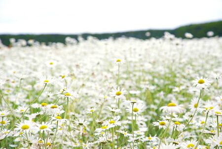 Meadow White Daisy Flower Covered on Hillの写真素材