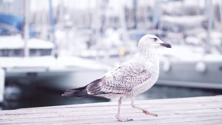 Seagull walking on the pier against blurred sailing boatsの写真素材