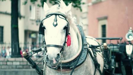 Harnessed dapple gray horse on the streetの写真素材