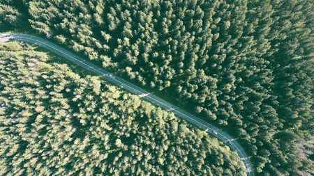 Aerial top down view of a fir tree forest and the car roadの写真素材