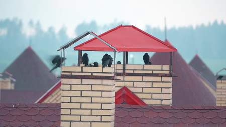 Flock of birds taking shelter from the rain on the urban roofsの写真素材