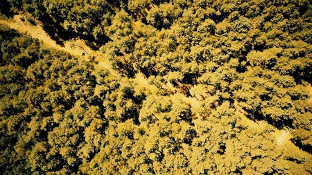 Aerial top down view of European forest trees on an autumn summer dayの写真素材