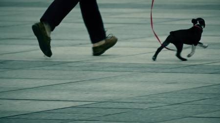 Man walking the dog in the cityの写真素材