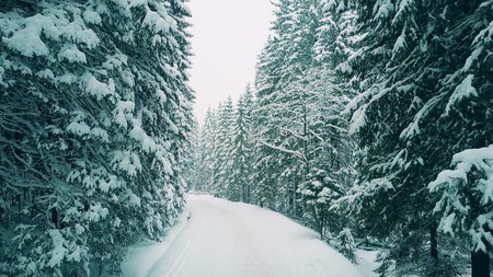 Low altitude aerial shot of a forest pathway in the snow