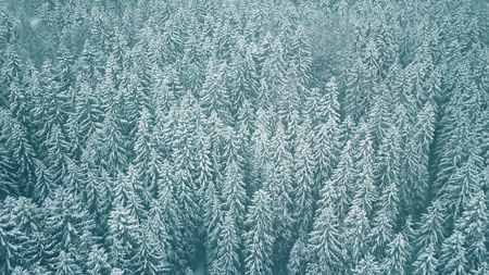 Aerial view of snow covered trees in winterの写真素材