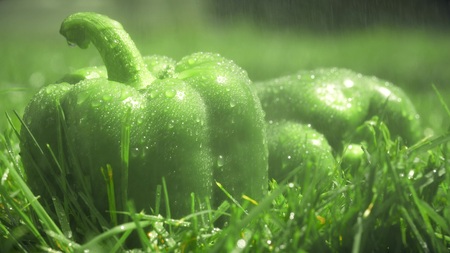 Pouring water on green sweet peppersの写真素材