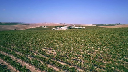 Aerial low altitude view of a vineyard and farmの写真素材