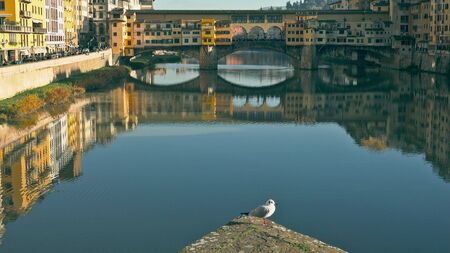Famous Ponte Vecchio bridge behind seagull in Florence, Italyの写真素材