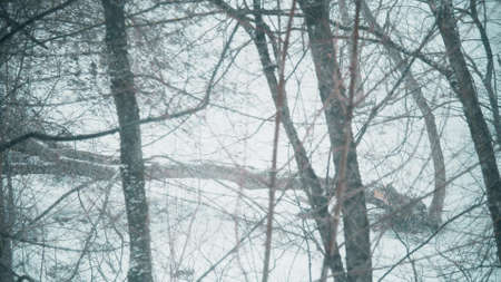 Broken tree in the woods after heavy snowfall and storm in winter