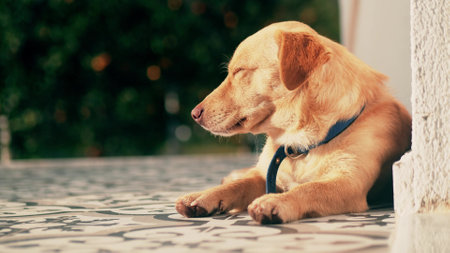 Sleepy yellow dog having a rest near home in the gardenの写真素材