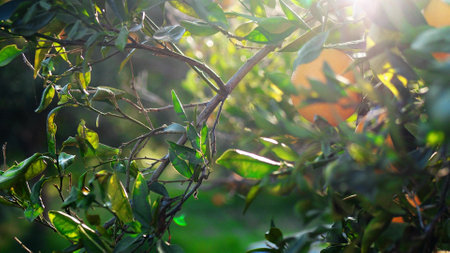 Oranges on the orange tree on a summer sunny day