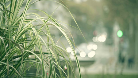 Green grass and blurred street traffic. Ecology or urban air pollution conceptsの写真素材