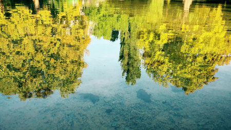 Colorful autumn trees reflected in a clear, calm pond. Golden and green leaves create a vibrant mirrored pattern on the surface of the waterの写真素材