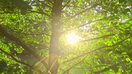 Tree trunk and green foliage with bright sunlight shining through the leaves. Peaceful summer nature...